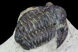 Bargain, Gerastos Trilobite Fossil - Morocco #87572-3